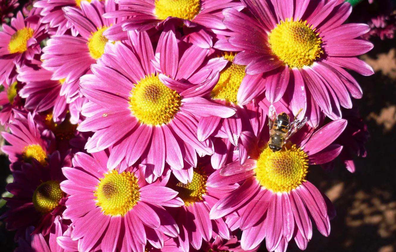Photo wallpaper beauty, pink, chrysanthemum