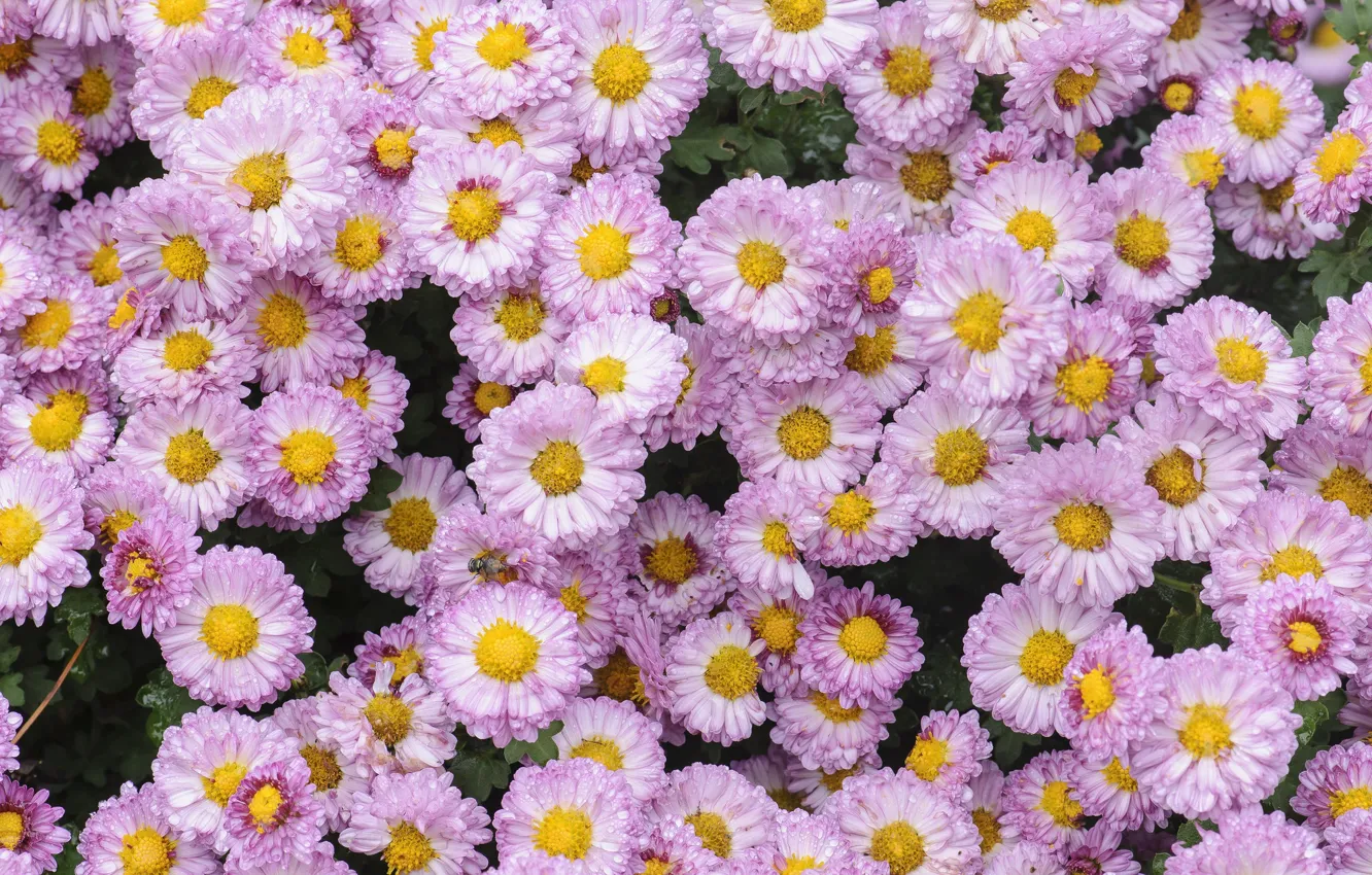 Photo wallpaper nature, carpet, petals, flowerbed, chrysanthemum