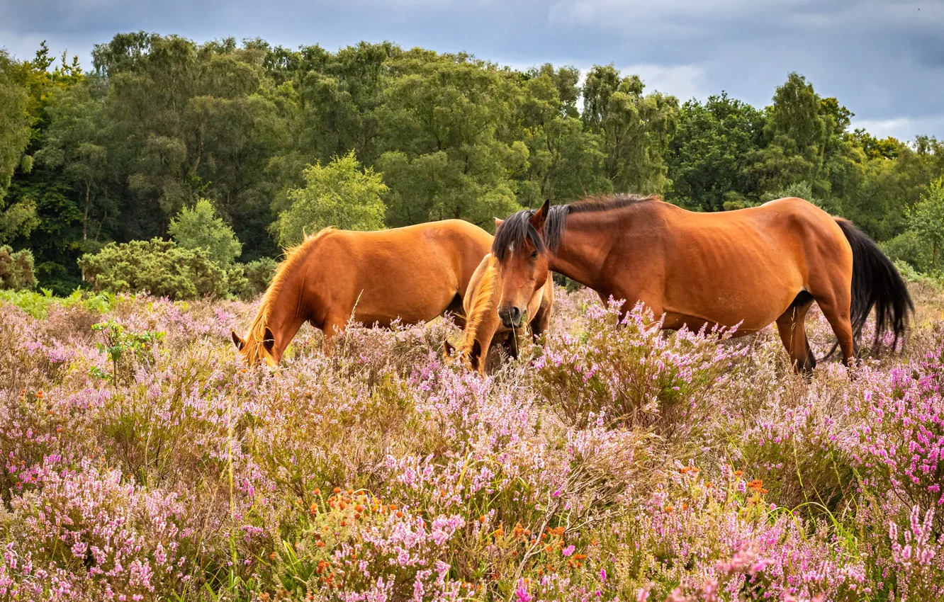 Photo wallpaper trees, flowers, nature, glade, two, horses, horse, pasture