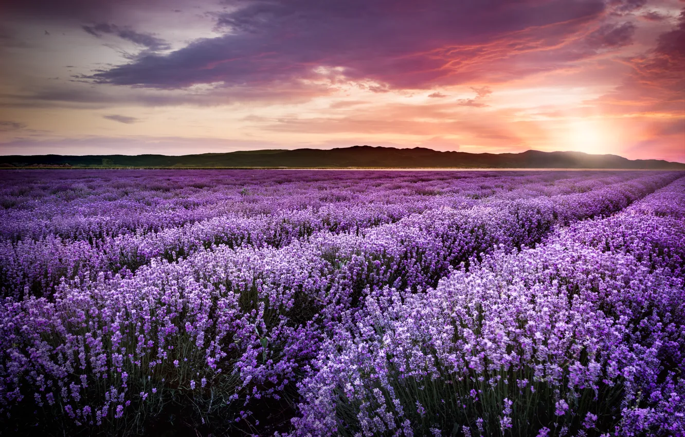 Photo wallpaper purple, sunset, flowers, field, sunset, lavender, lavender, violet