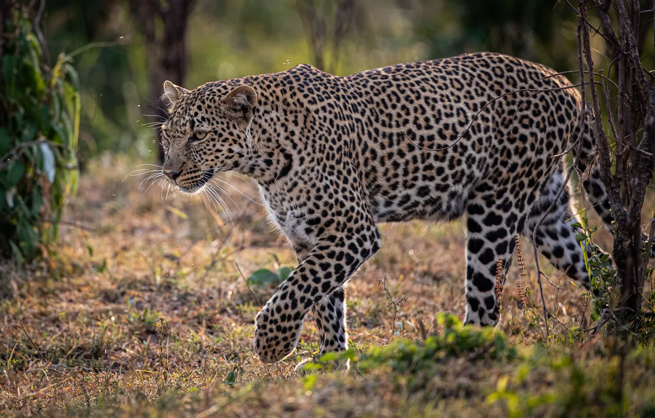 Photo wallpaper leopard, Africa, wild cat