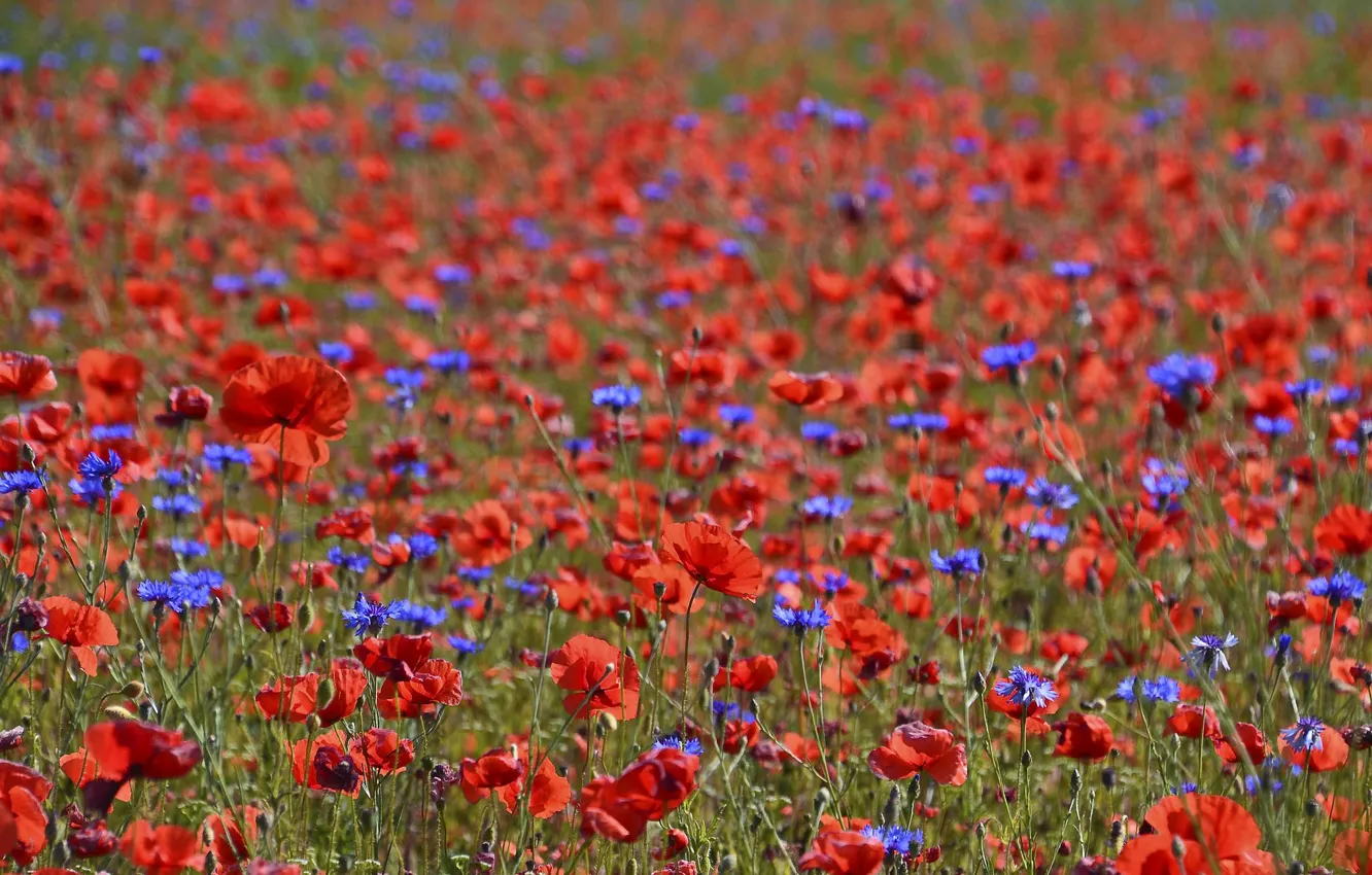 Photo wallpaper field, summer, Maki, cornflowers