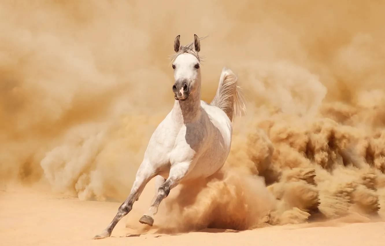 Photo wallpaper sand, horse, horse, dust, running, runs