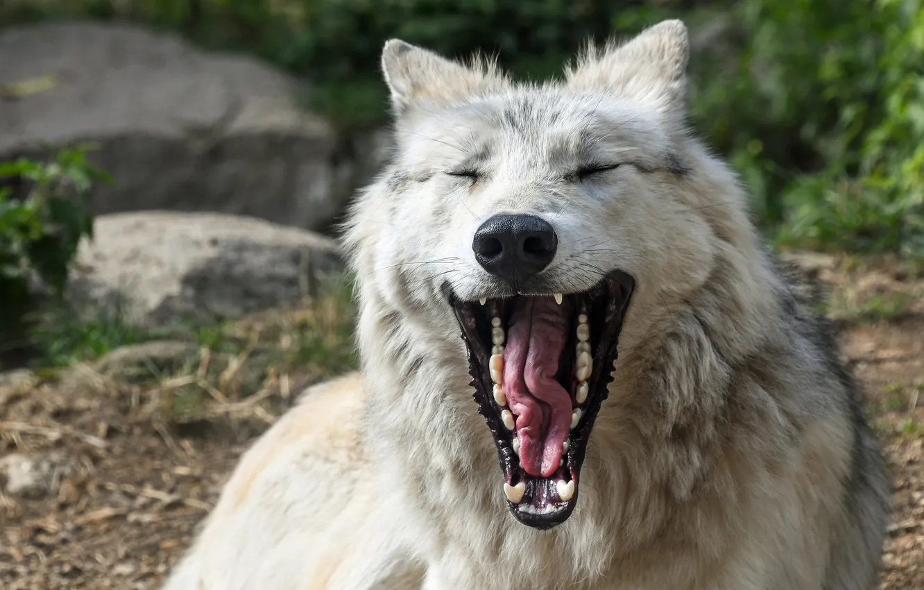 Photo wallpaper nature, snow, predator, face, animal, wolf, wildlife, portrait