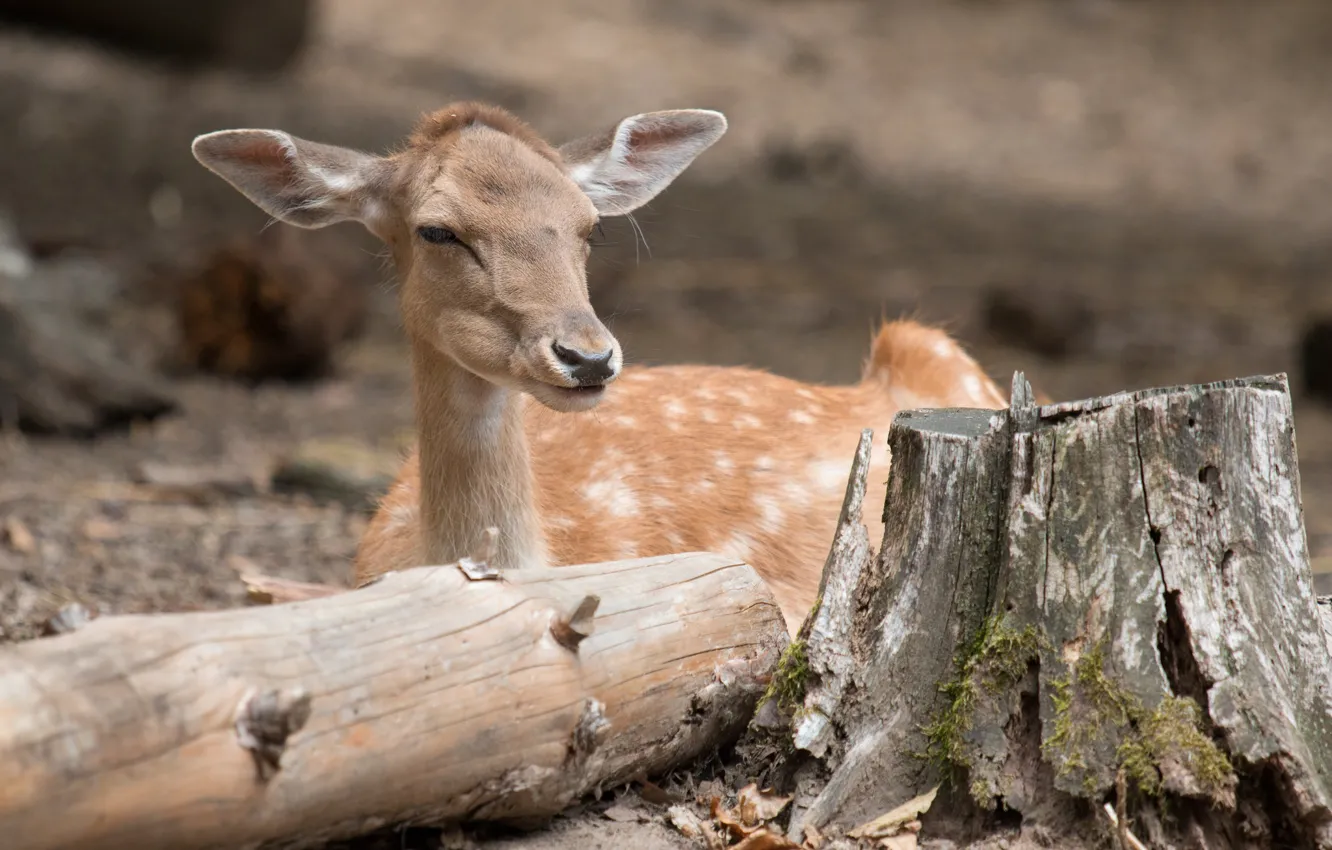 Photo wallpaper autumn, nature, animal, stay, deer
