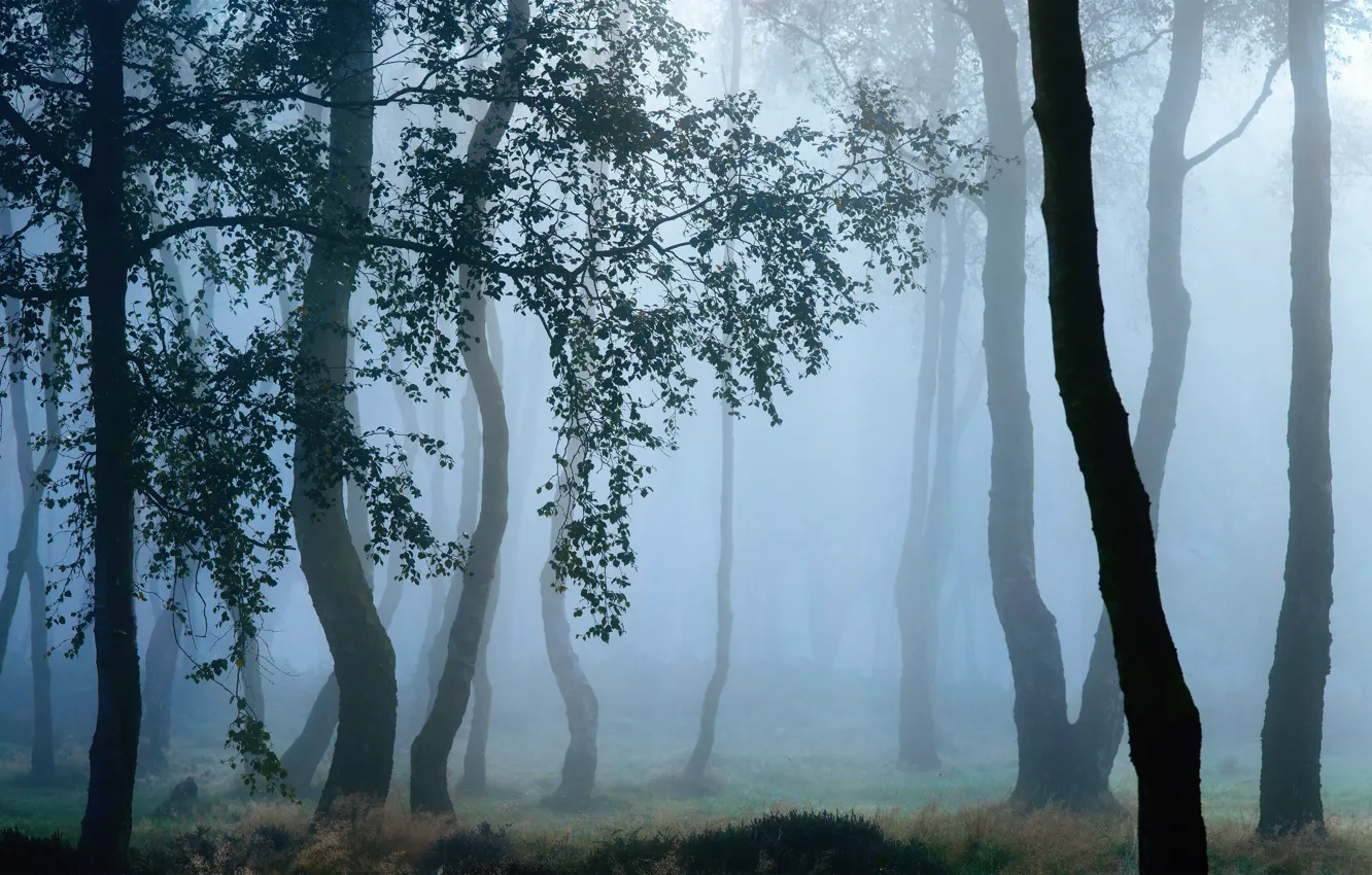 Photo wallpaper autumn, trees, branches, nature, fog, Rosa, morning, haze