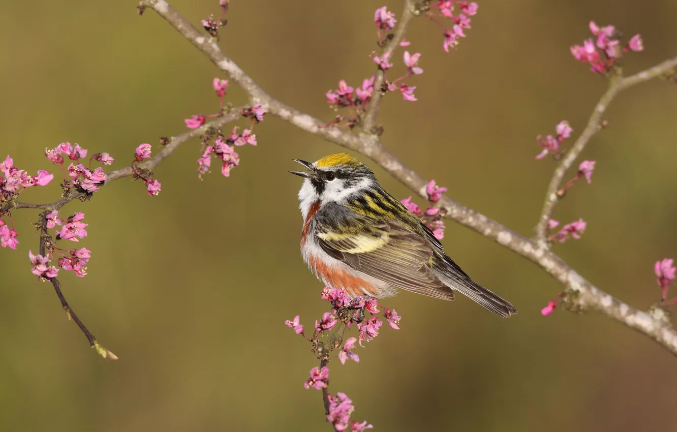 Photo wallpaper flowers, bokeh, bird, flowering, branches, spring