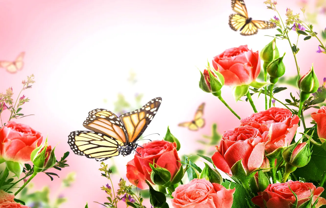 Photo wallpaper butterfly, background, Bush, roses, red, closeup