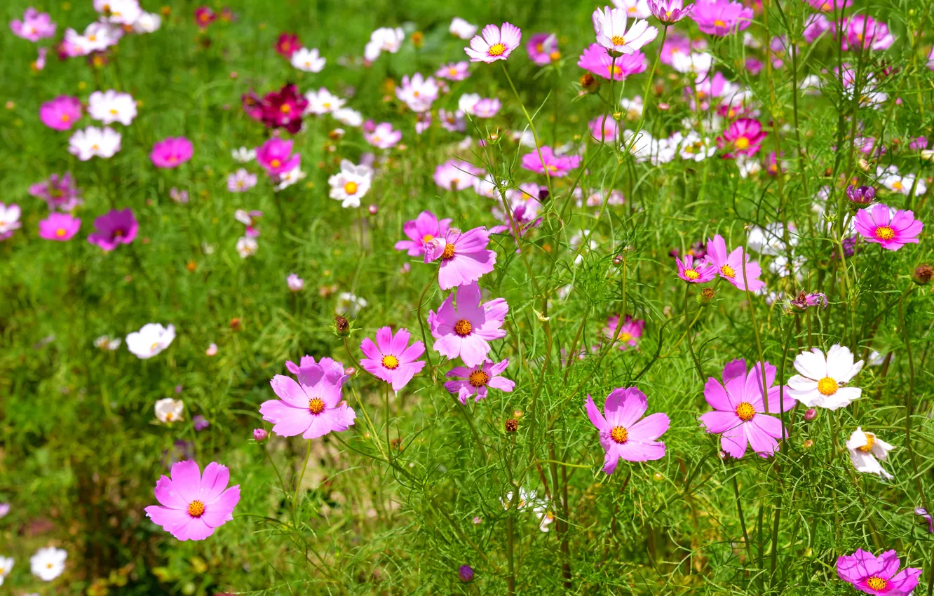 Photo wallpaper greens, field, summer, flowers, stems, glade, meadow, pink