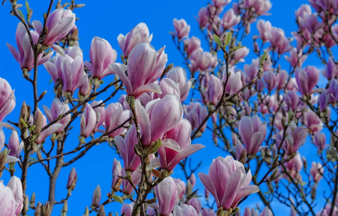 Photo wallpaper the sky, branches, pink, spring, Magnolia