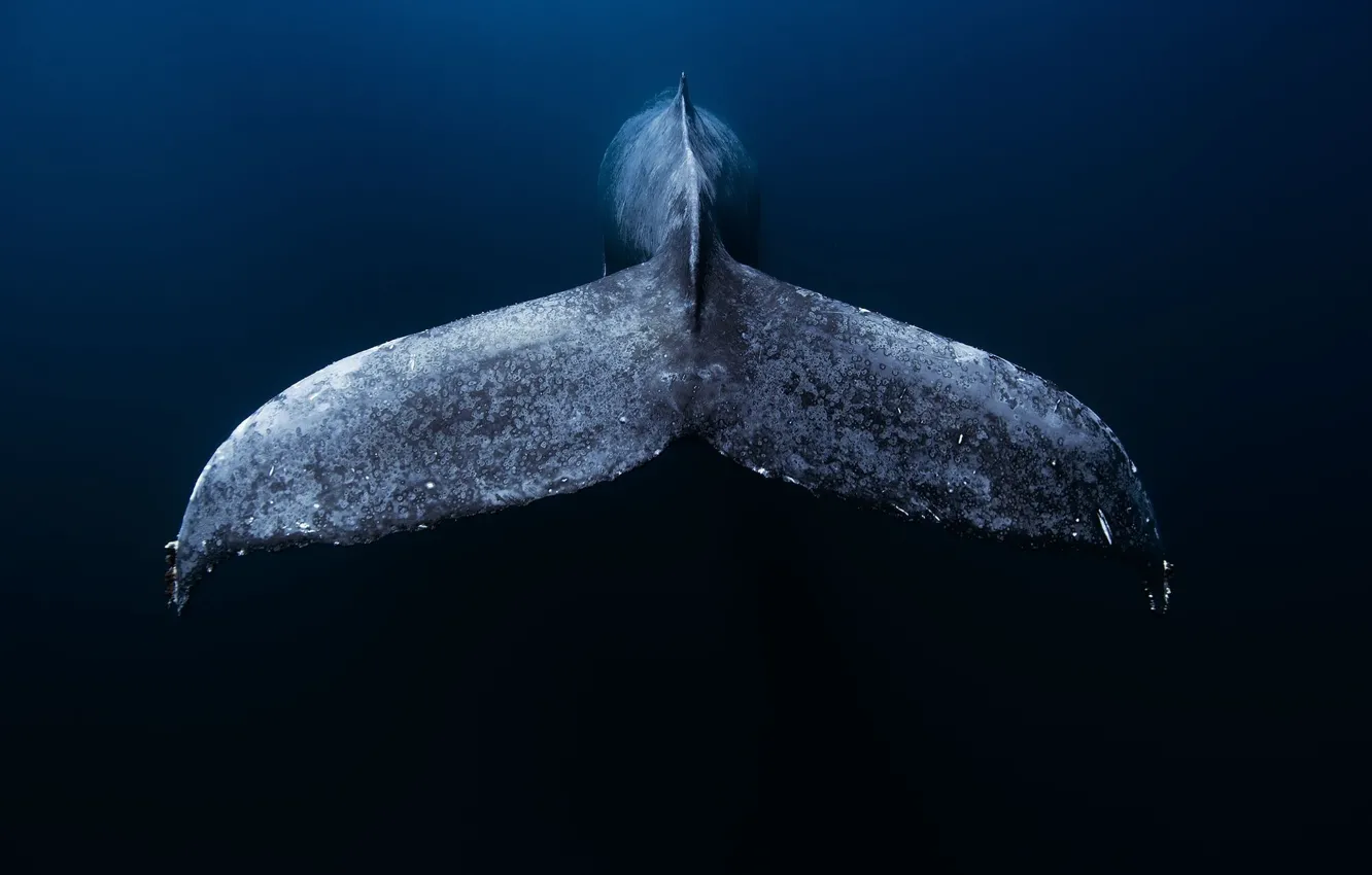 Photo wallpaper sea, ocean, blue, whale, whale tail, mexico low