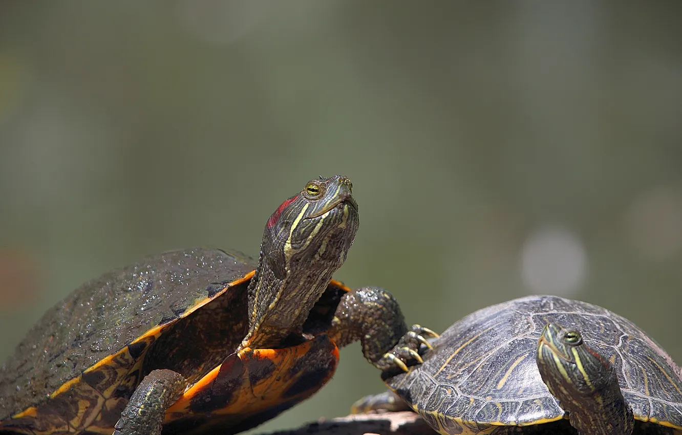 Photo wallpaper nature, turtle, pair, reptile