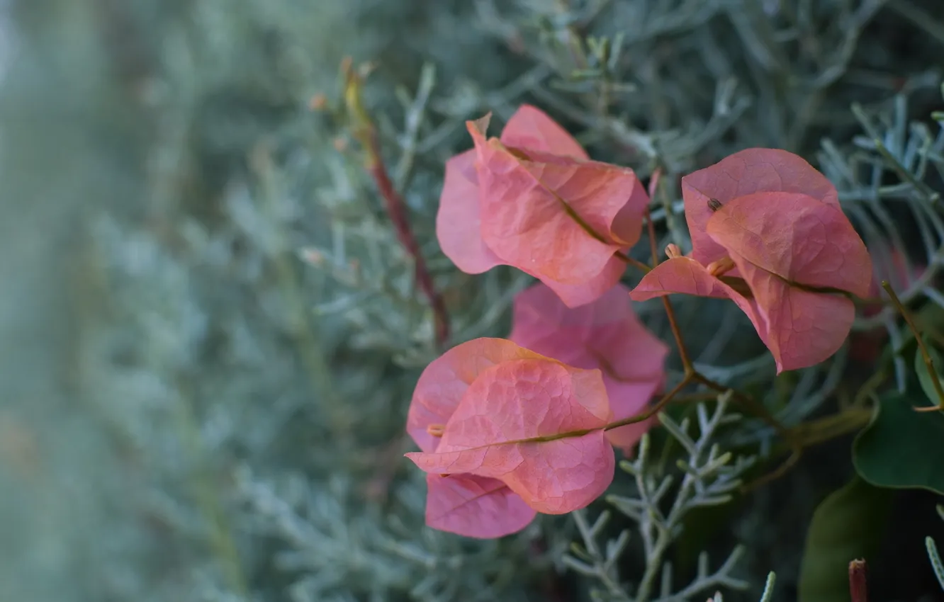Photo wallpaper summer, flowers, wall, pink