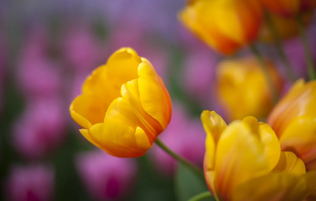Photo wallpaper flowers, spring, tulips