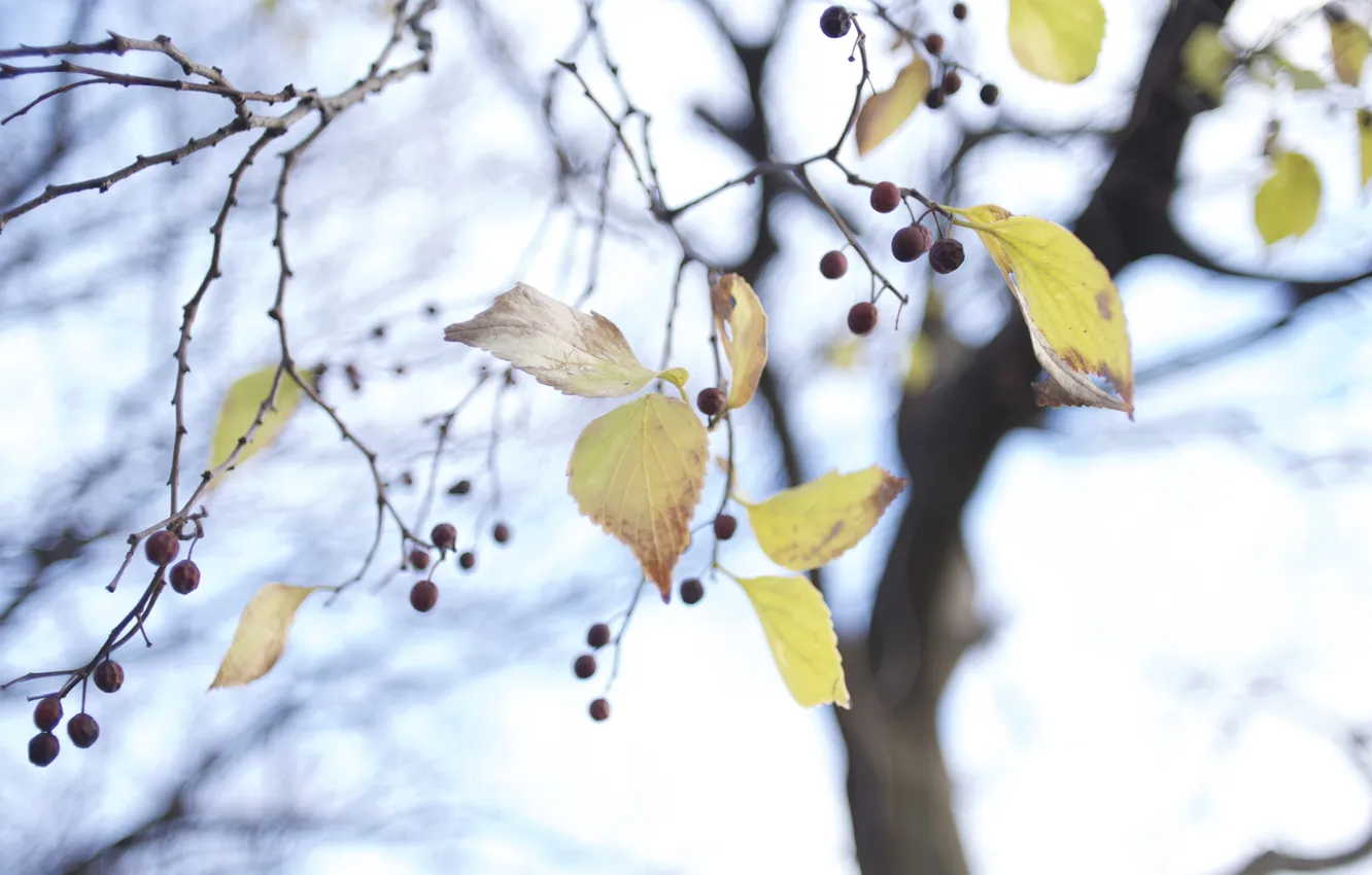 Photo wallpaper leaves, trees, nature