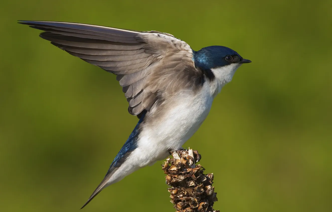 Photo wallpaper good, happiness, love, Swallow, messenger of spring, the man's companion