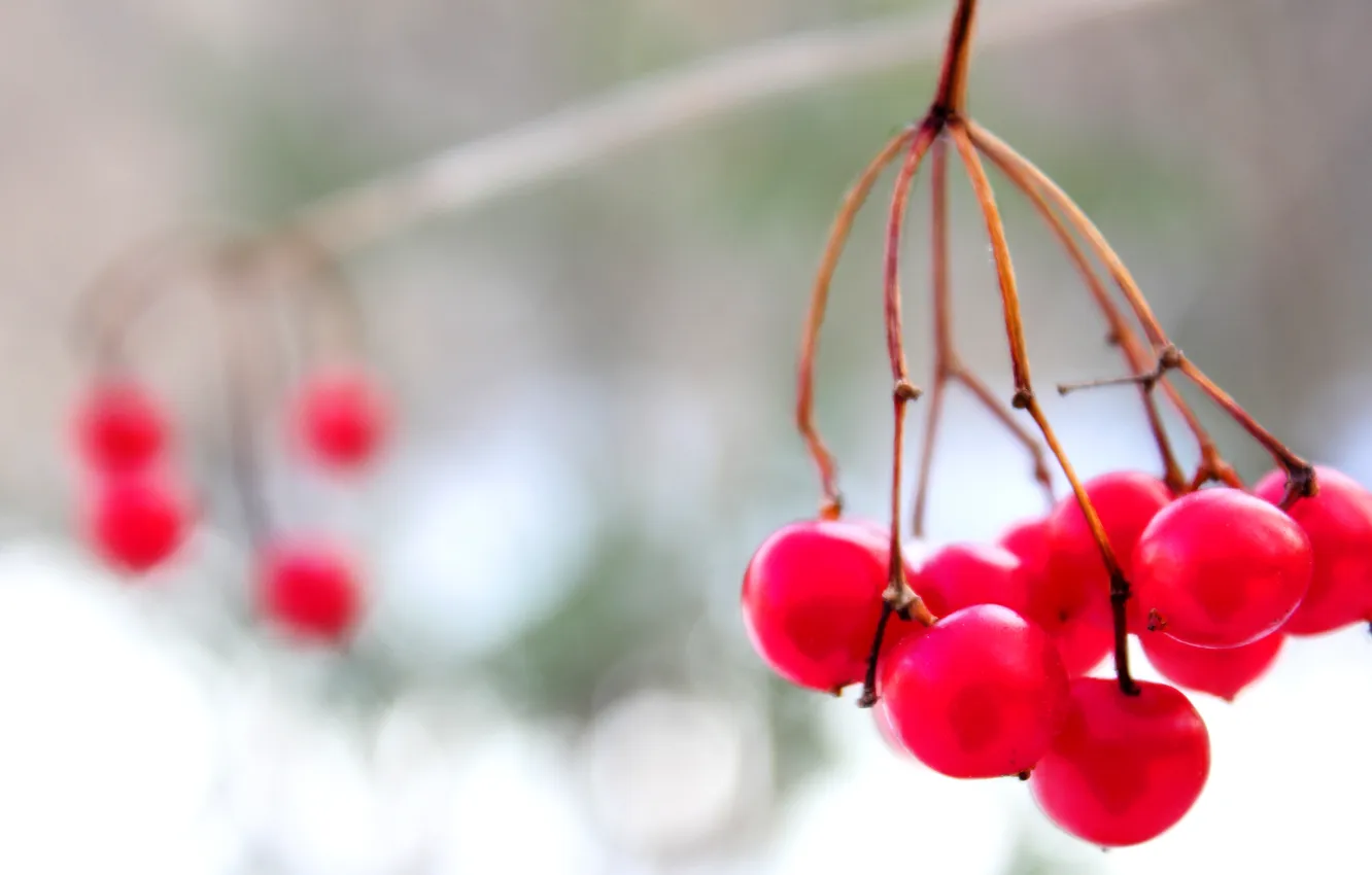Photo wallpaper winter, snow, red, berries