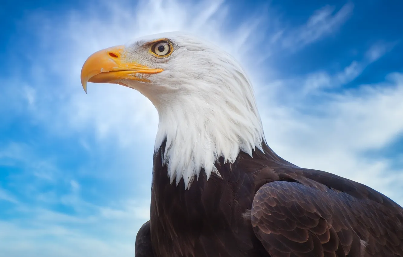 Photo wallpaper the sky, bird, beak, bald eagle