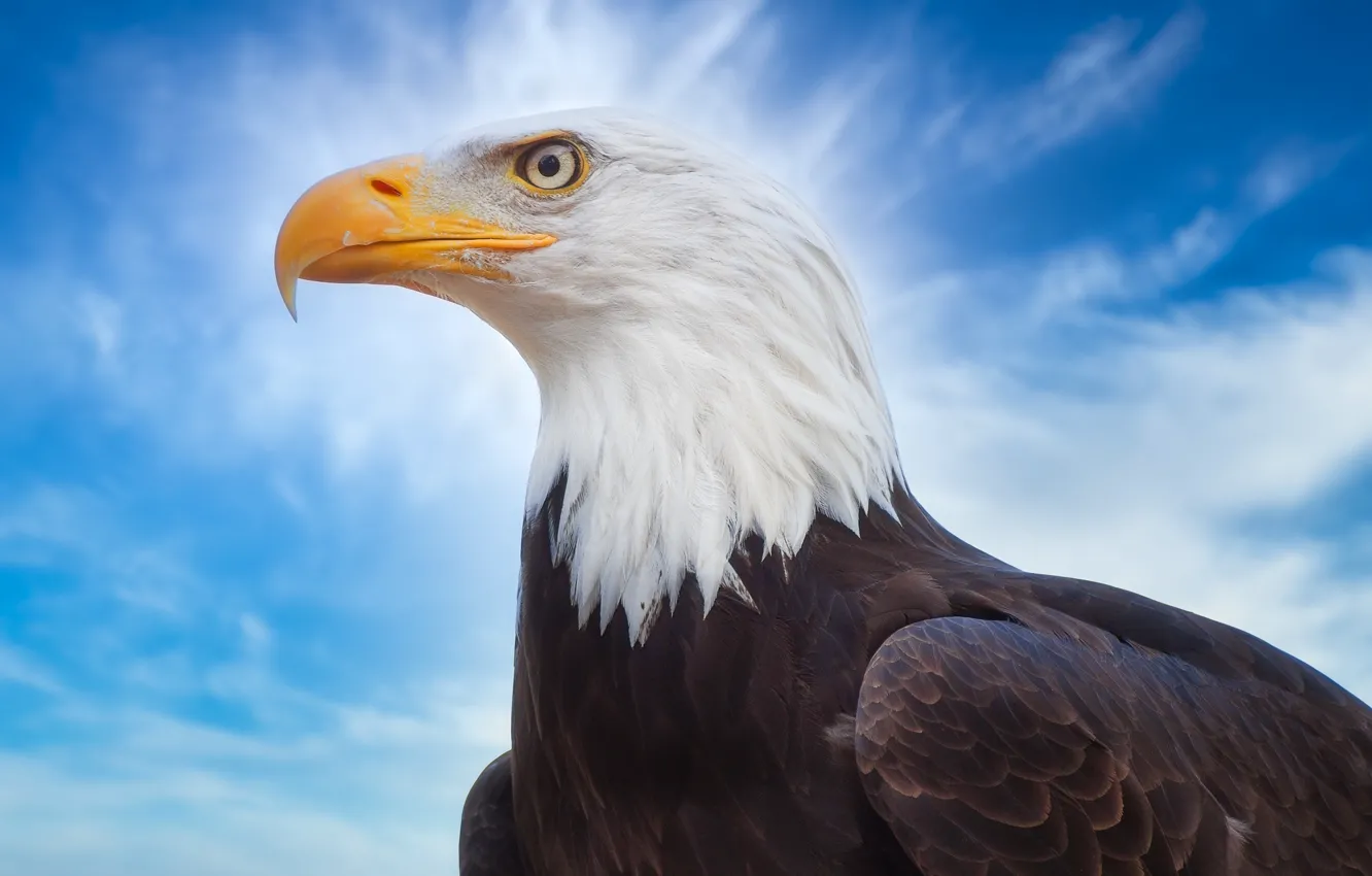 Photo wallpaper the sky, bird, beak, Bald eagle