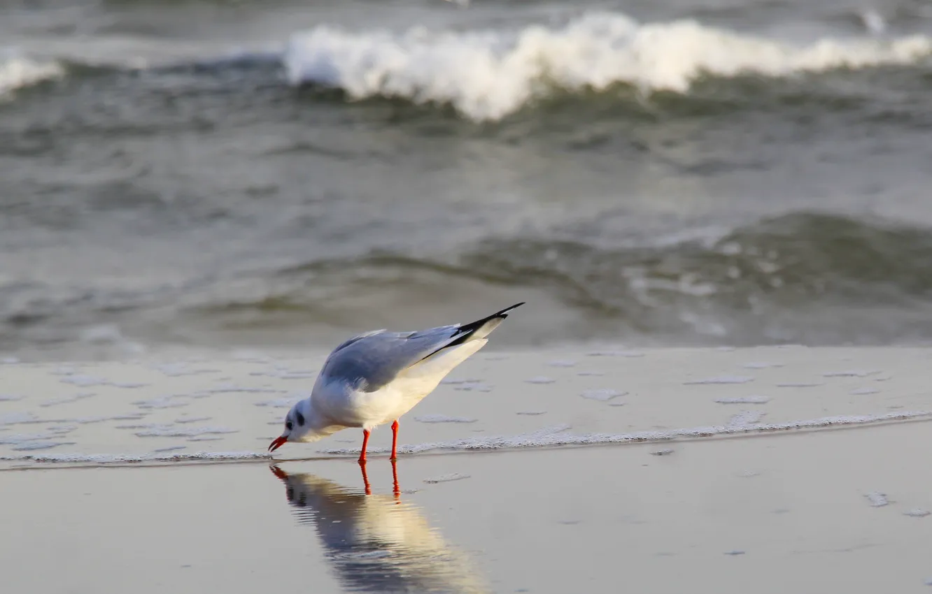Photo wallpaper ocean, bird, wave, seagull