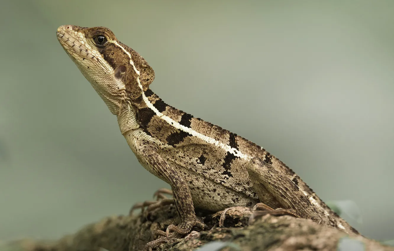 Photo wallpaper lizard, bokeh, Basilisk