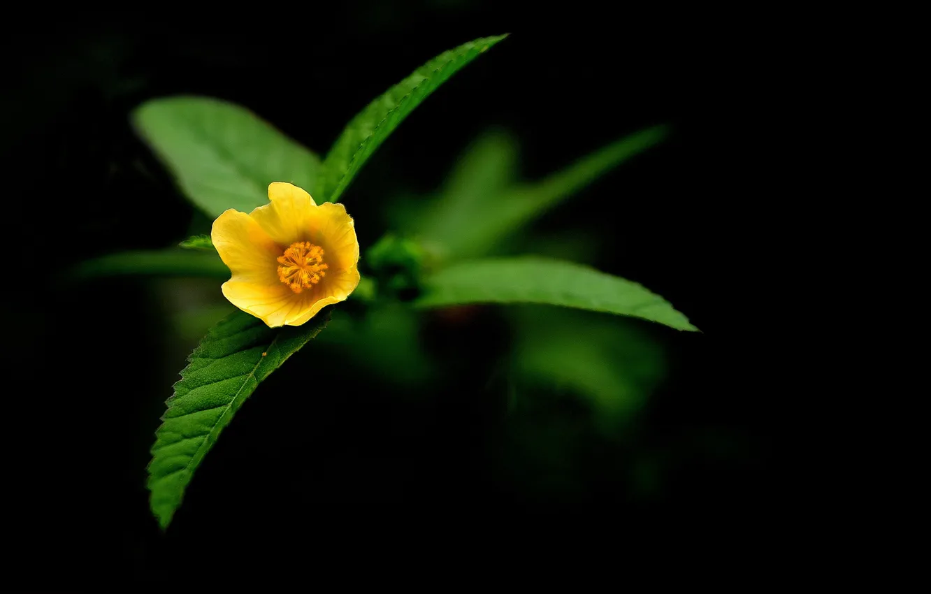 Photo wallpaper flowers, nature, yellow