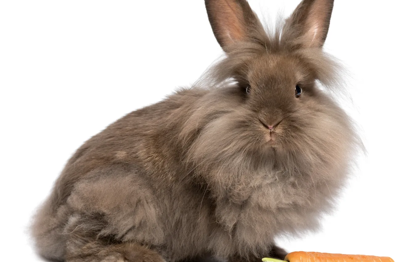 Photo wallpaper background, carrot, Bunny, friendly