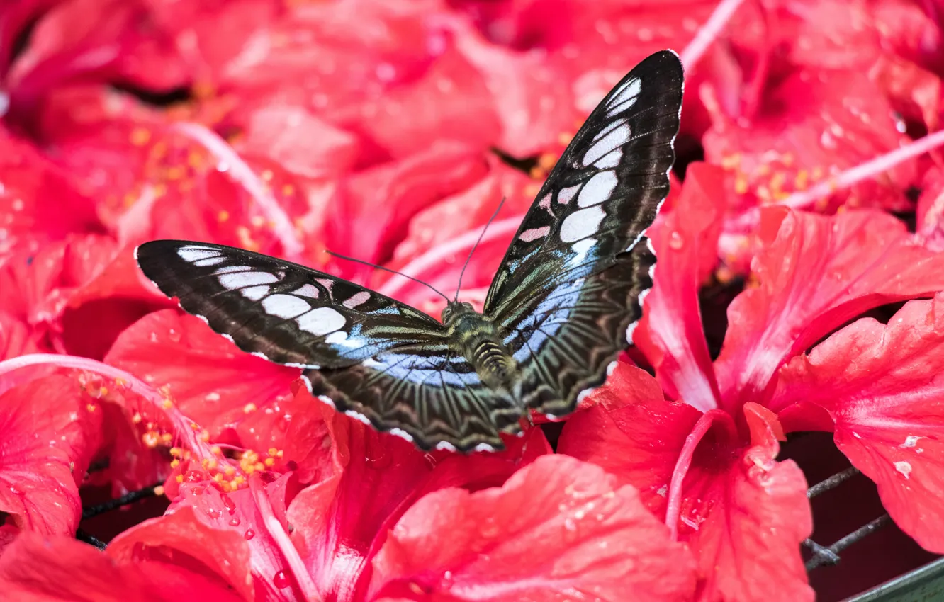 Photo wallpaper butterfly, Malaysia, insect, Hibiscus, butterfly park