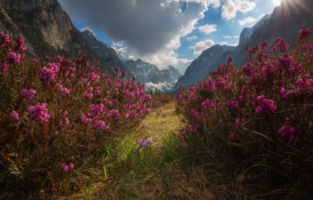 Photo wallpaper flowers, mountains, Slovenia, Slovenia, The Julian Alps, Julian Alps, Valley Krma, Krma Valley