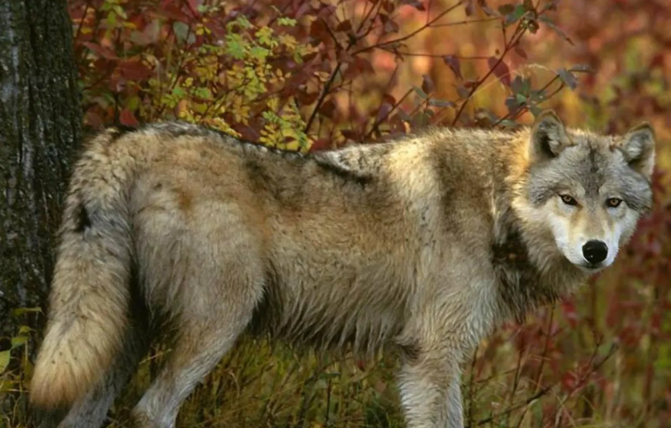 Photo wallpaper Predator, nature, animal, wolf, wildlife, portrait, portrait., Canis lupus. face