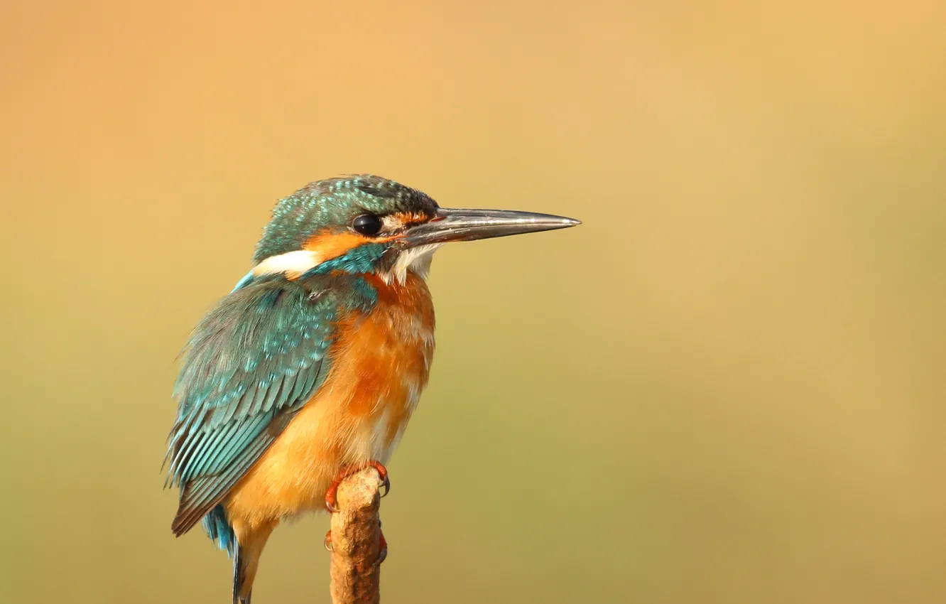 Photo wallpaper nature, bird, macro, animal, wildlife, wing, beak, fauna