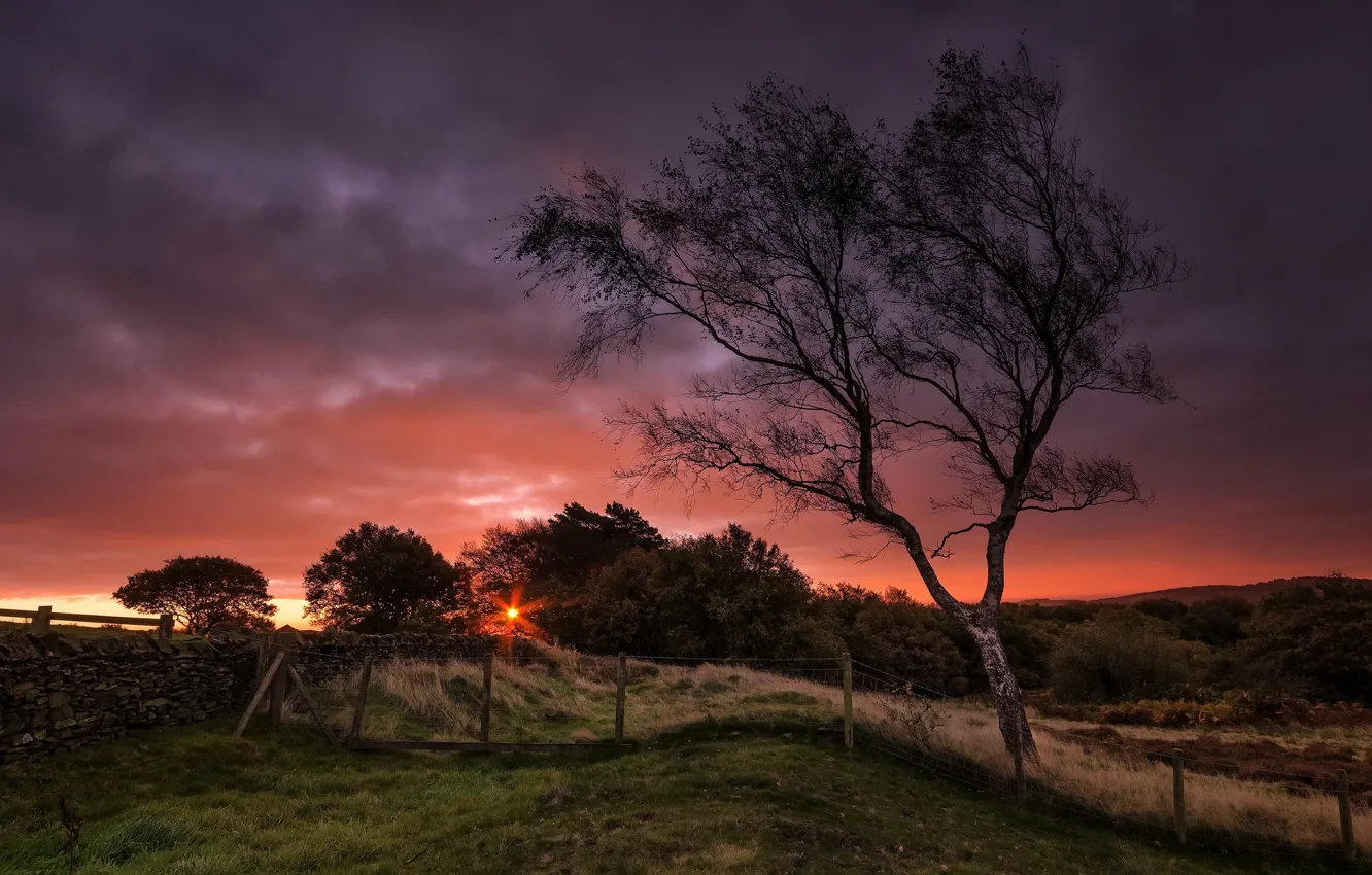 Photo wallpaper sunset, night, tree, the fence
