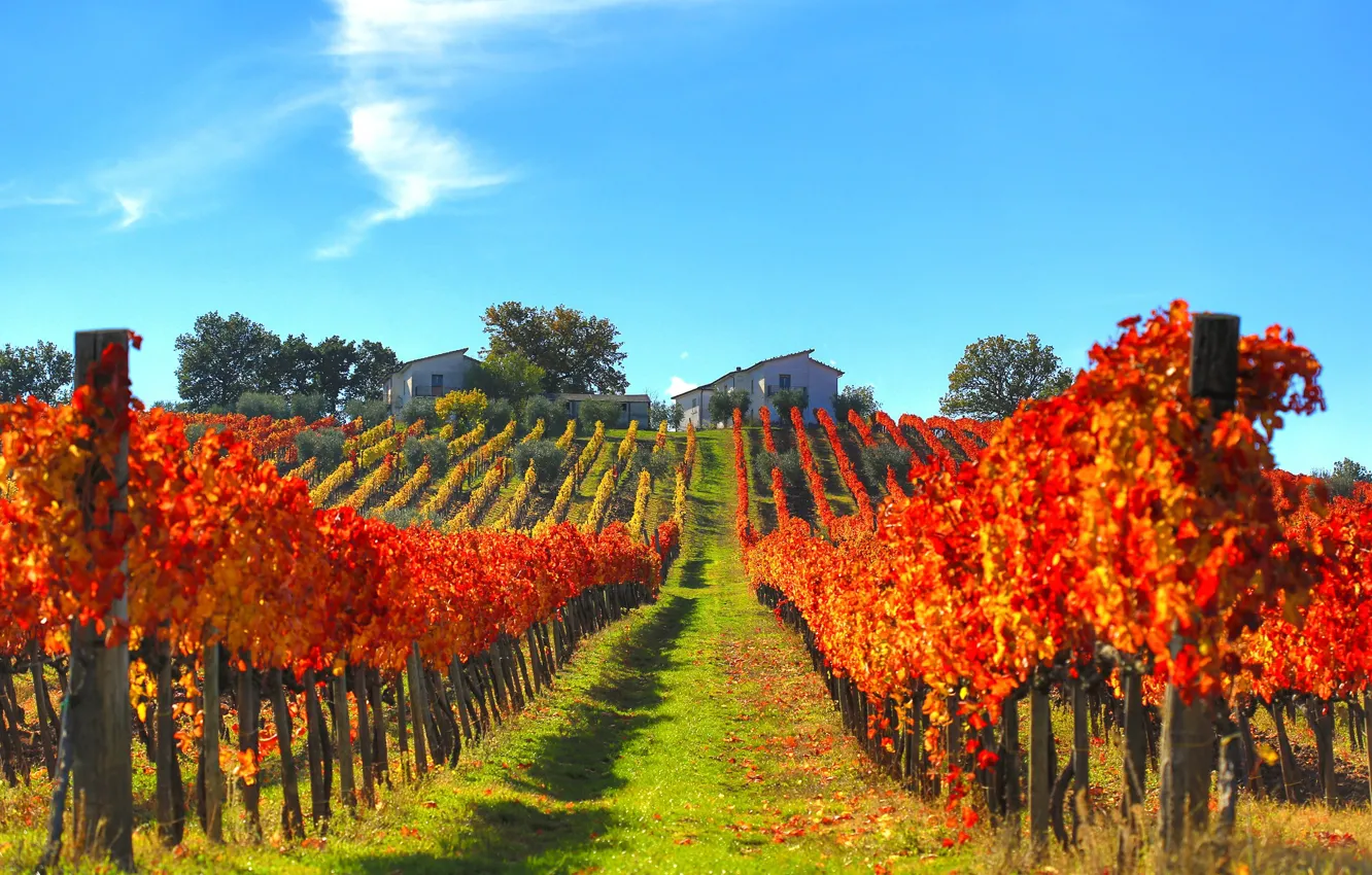 Photo wallpaper home, Italy, slope, vineyard, autumn
