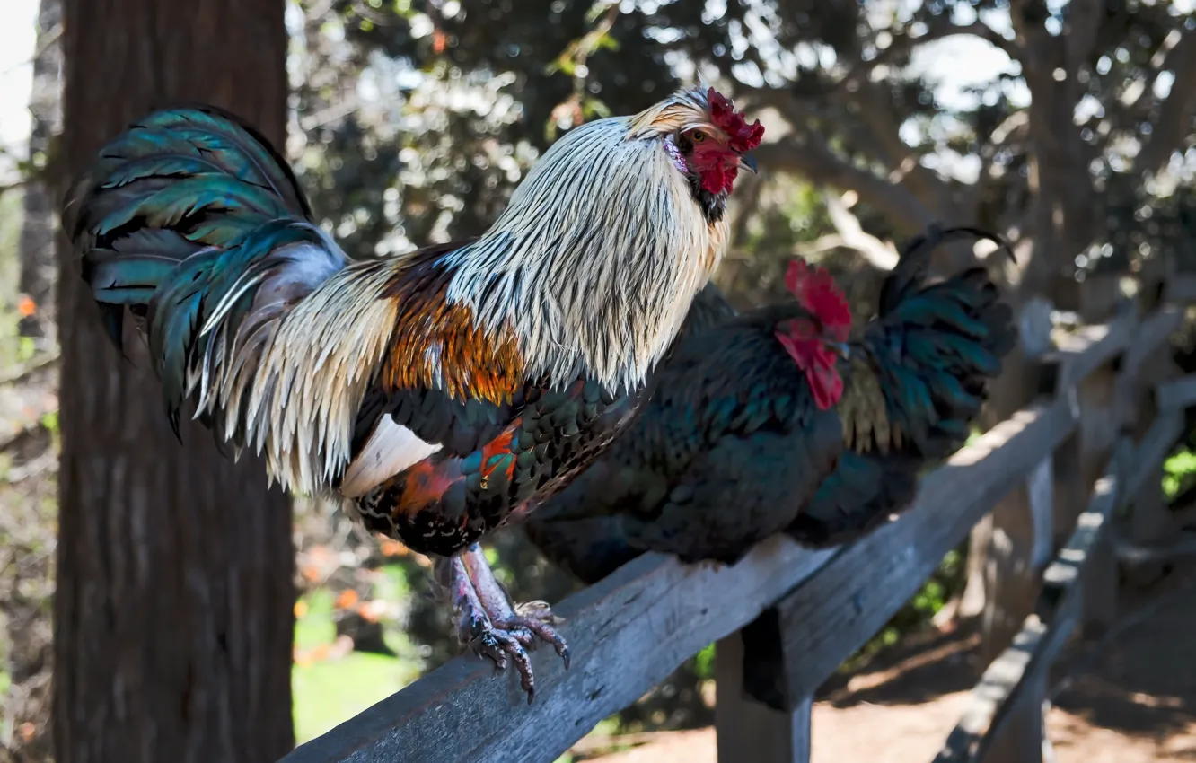 Photo wallpaper bird, the fence, chicken