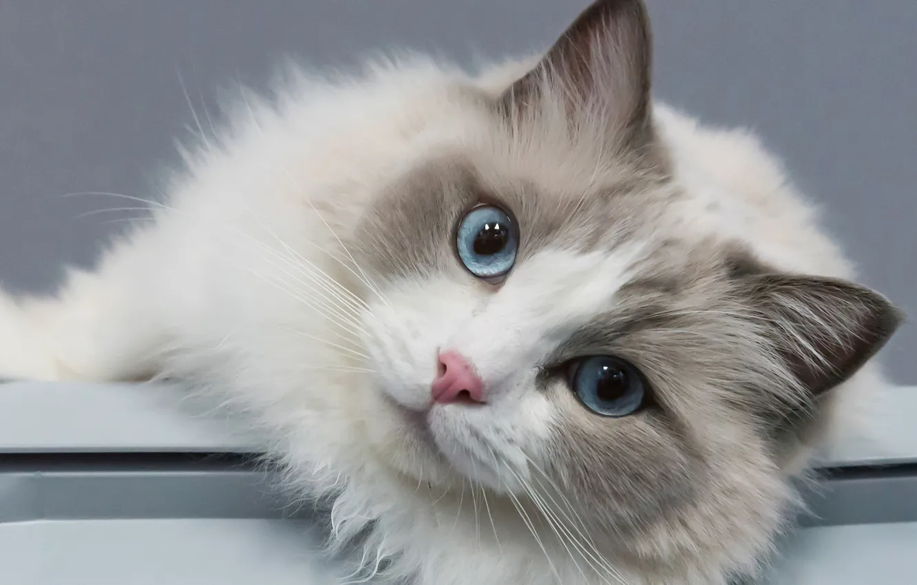 Photo wallpaper cat, look, portrait, muzzle, blue eyes, Ragdoll
