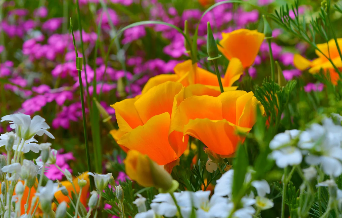 Photo wallpaper spring, spring, Cerastium, Yellow flowers, Escholzia, California poppy