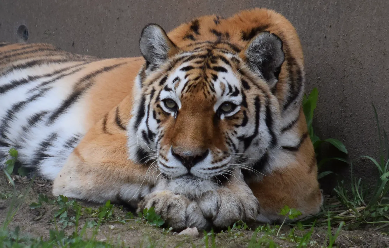 Photo wallpaper face, tiger, stay