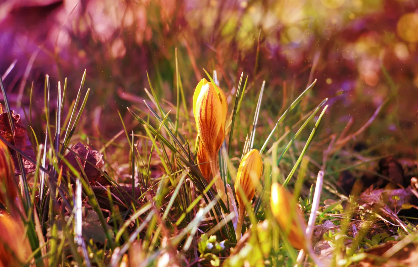 Photo wallpaper grass, leaves, light, flowers, yellow, glade, blur, spring