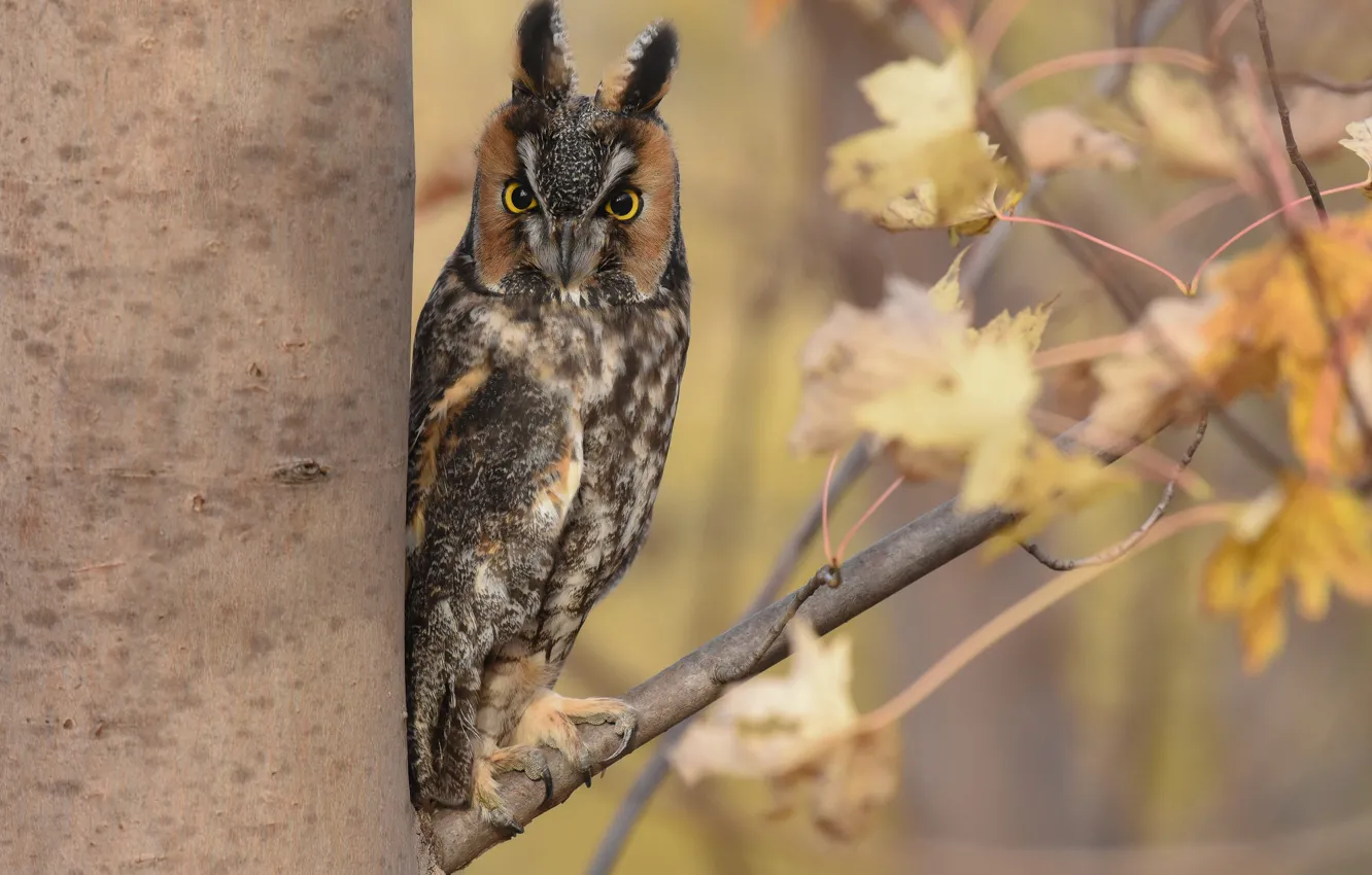 Photo wallpaper autumn, leaves, tree, owl, bird, branch, Long-eared owl