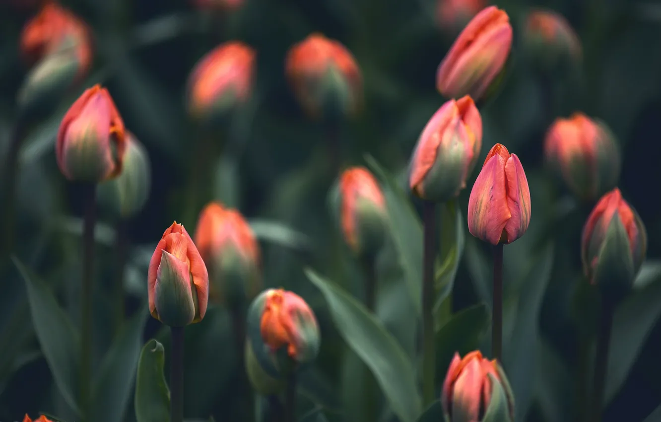 Photo wallpaper spring, tulips, bokeh