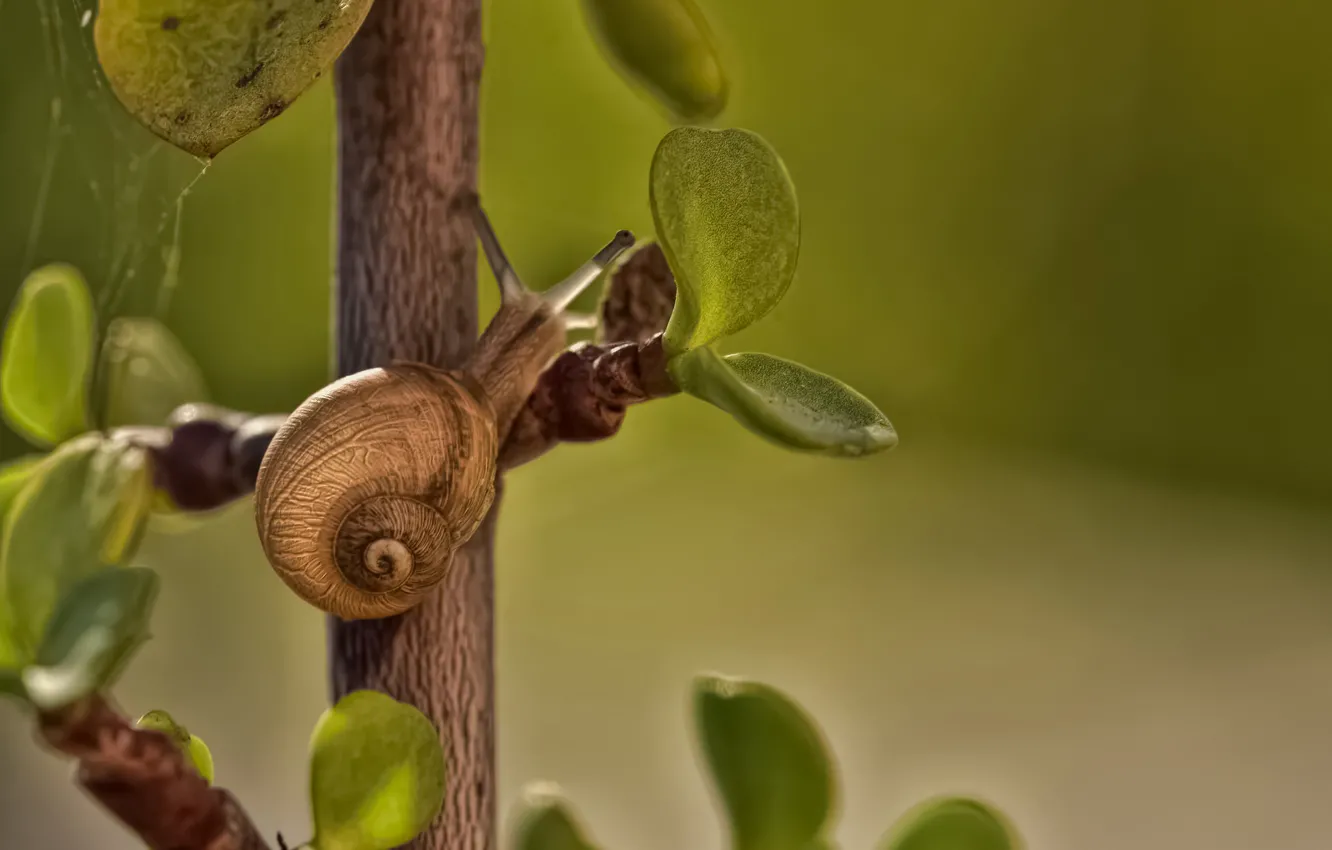 Photo wallpaper macro, snail, branch, leaves