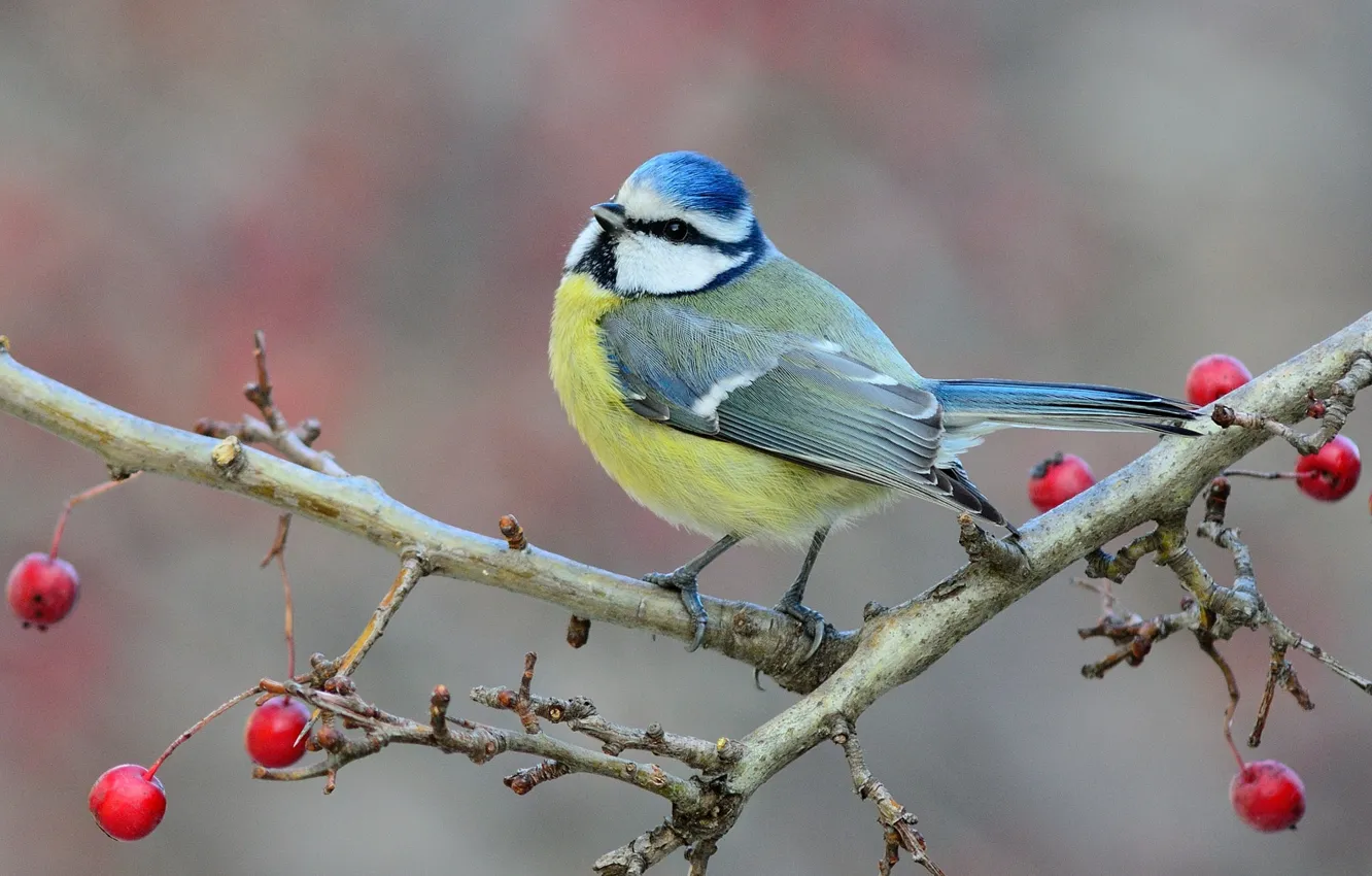 Photo wallpaper branches, berries, bird, tit
