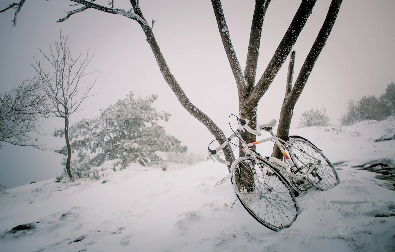 Photo wallpaper winter, snow, bike, tree