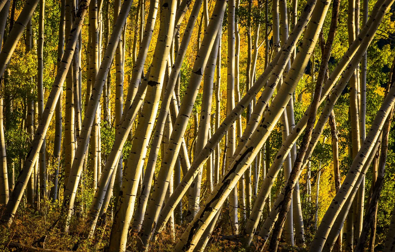 Photo wallpaper forest, trees, Colorado, USA, grove, aspen, Aspen