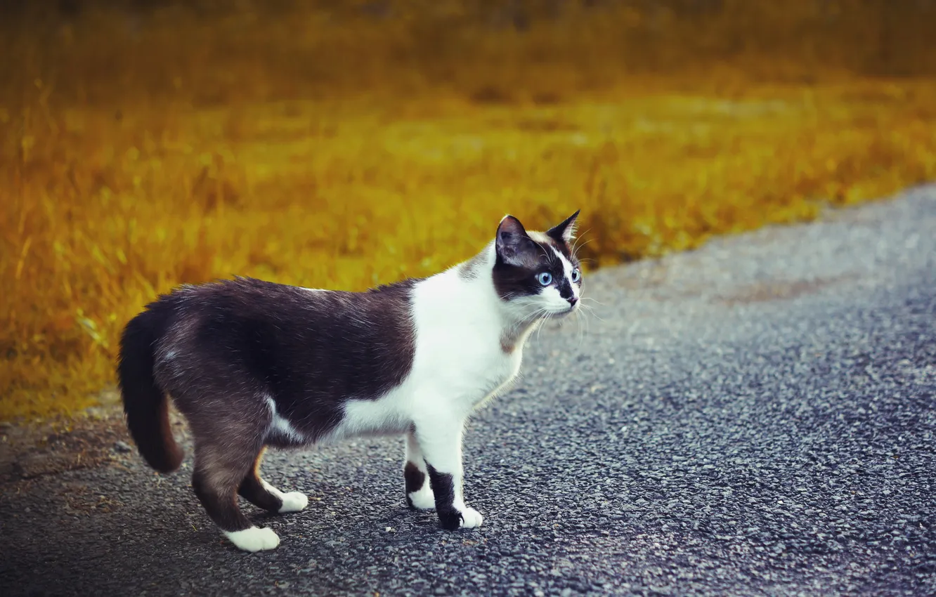Photo wallpaper road, cat, look, black and white, blue-eyed