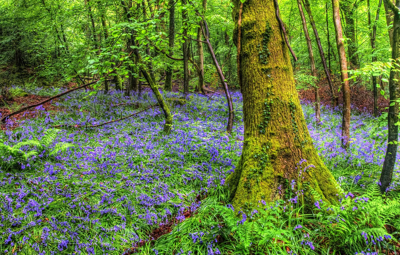 Photo wallpaper forest, grass, trees, flowers