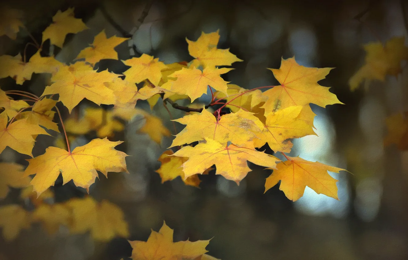 Photo wallpaper autumn, leaves, nature, background
