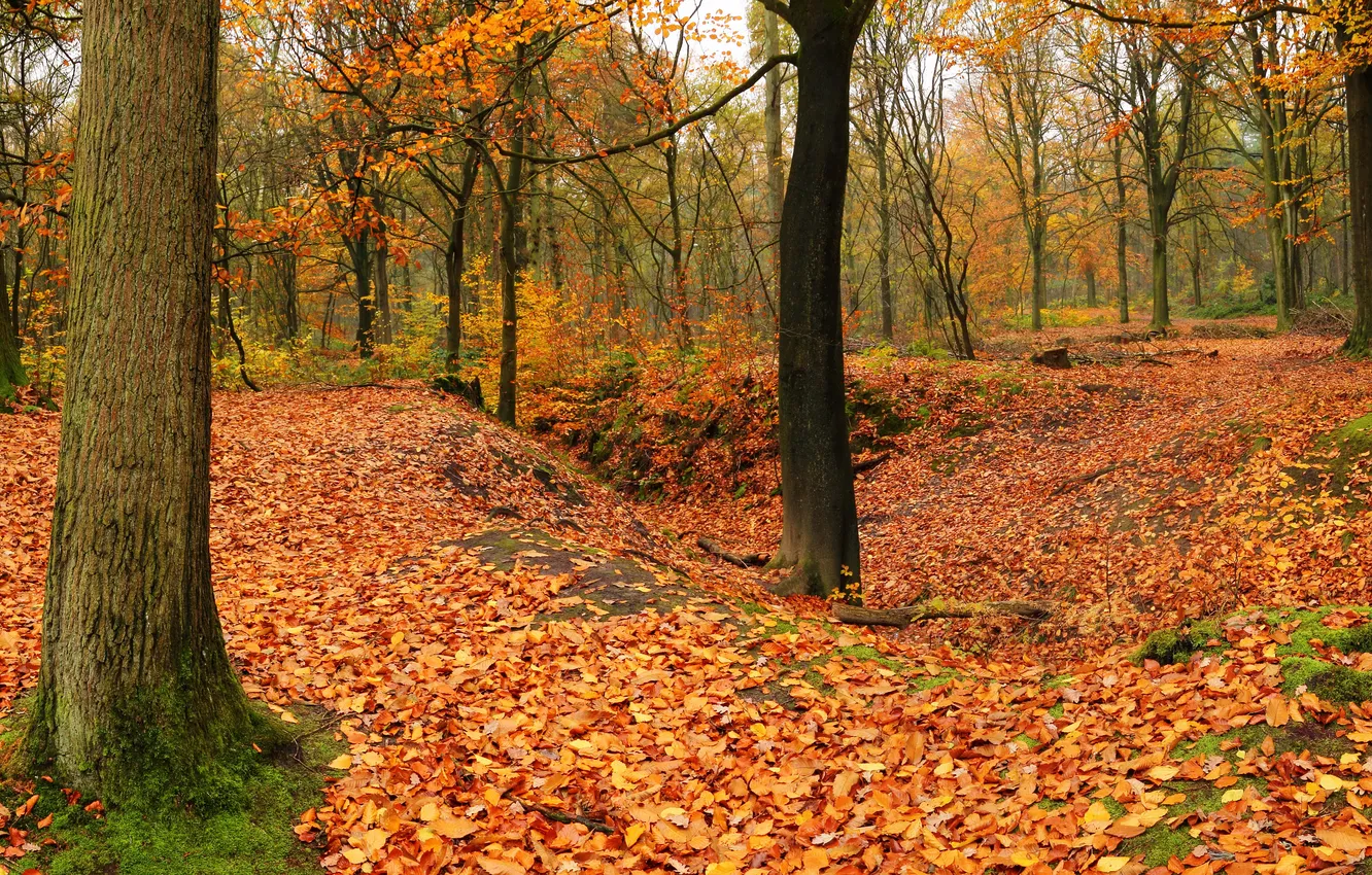 Photo wallpaper autumn, forest, leaves, trees