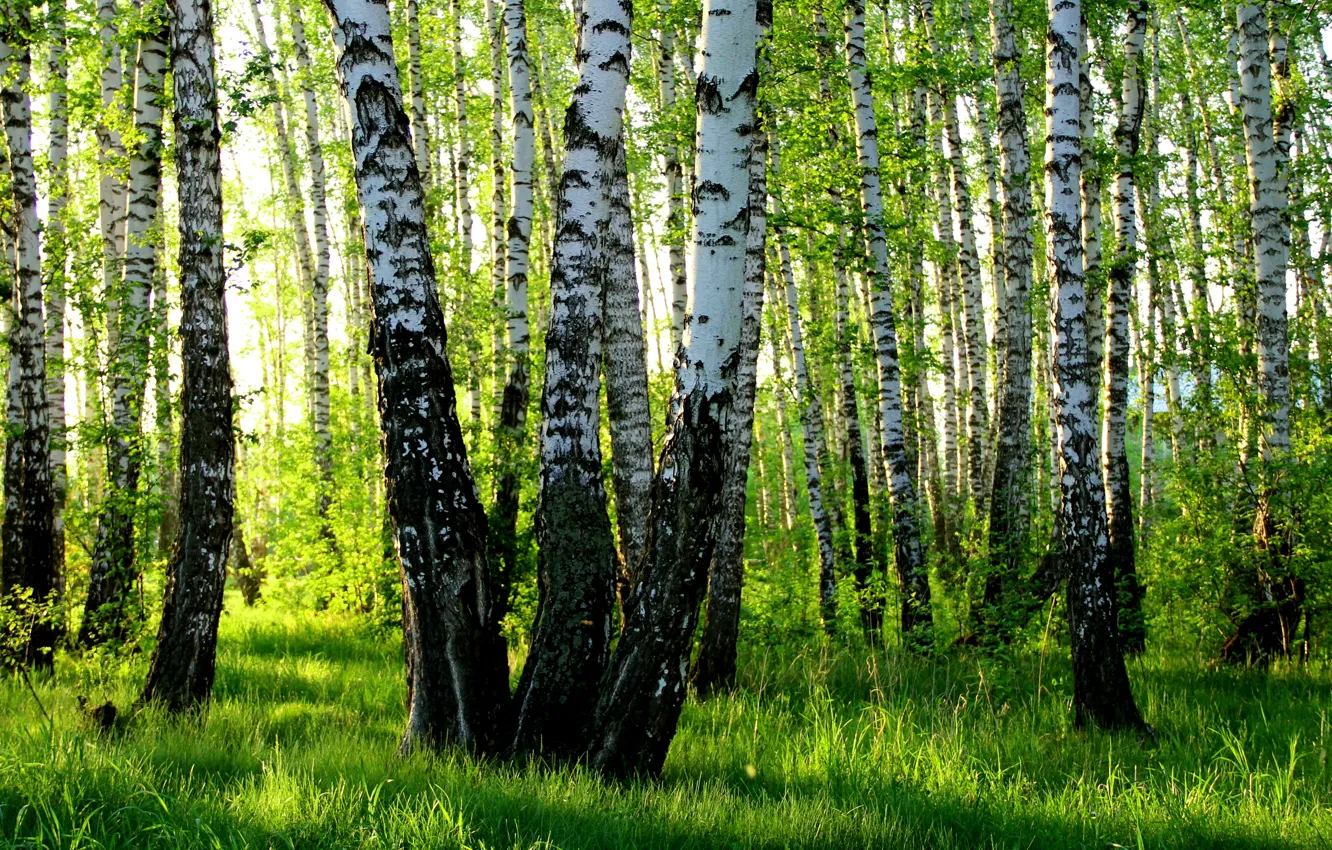 Photo wallpaper summer, birch, grove