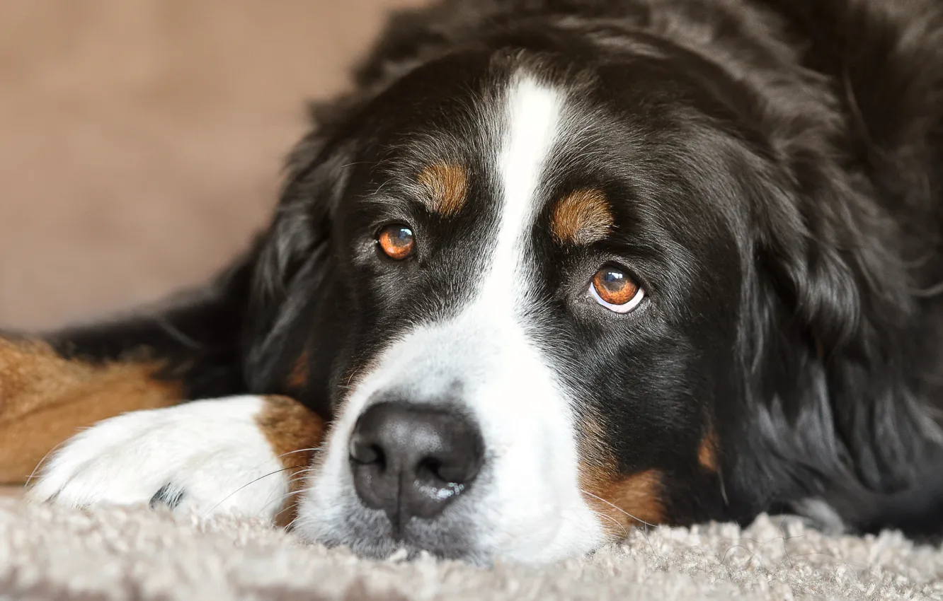 Photo wallpaper eyes, look, dog, lies, Bernese Mountain Dog